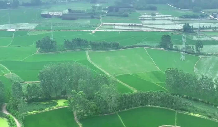 智慧農(nóng)機(jī)助力全縣268萬(wàn)畝水稻穩(wěn)糧增產(chǎn)